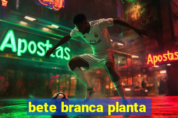 bete branca planta